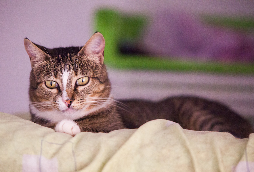 Gato marron en adopción