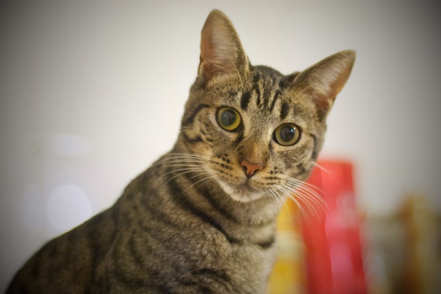 Cuti, cachorro de gato listo para ser adoptado