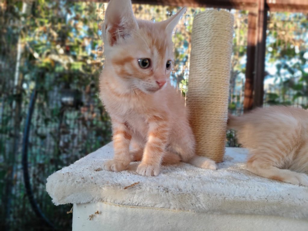 Lauta, cachorro de gato, color anaranjado.