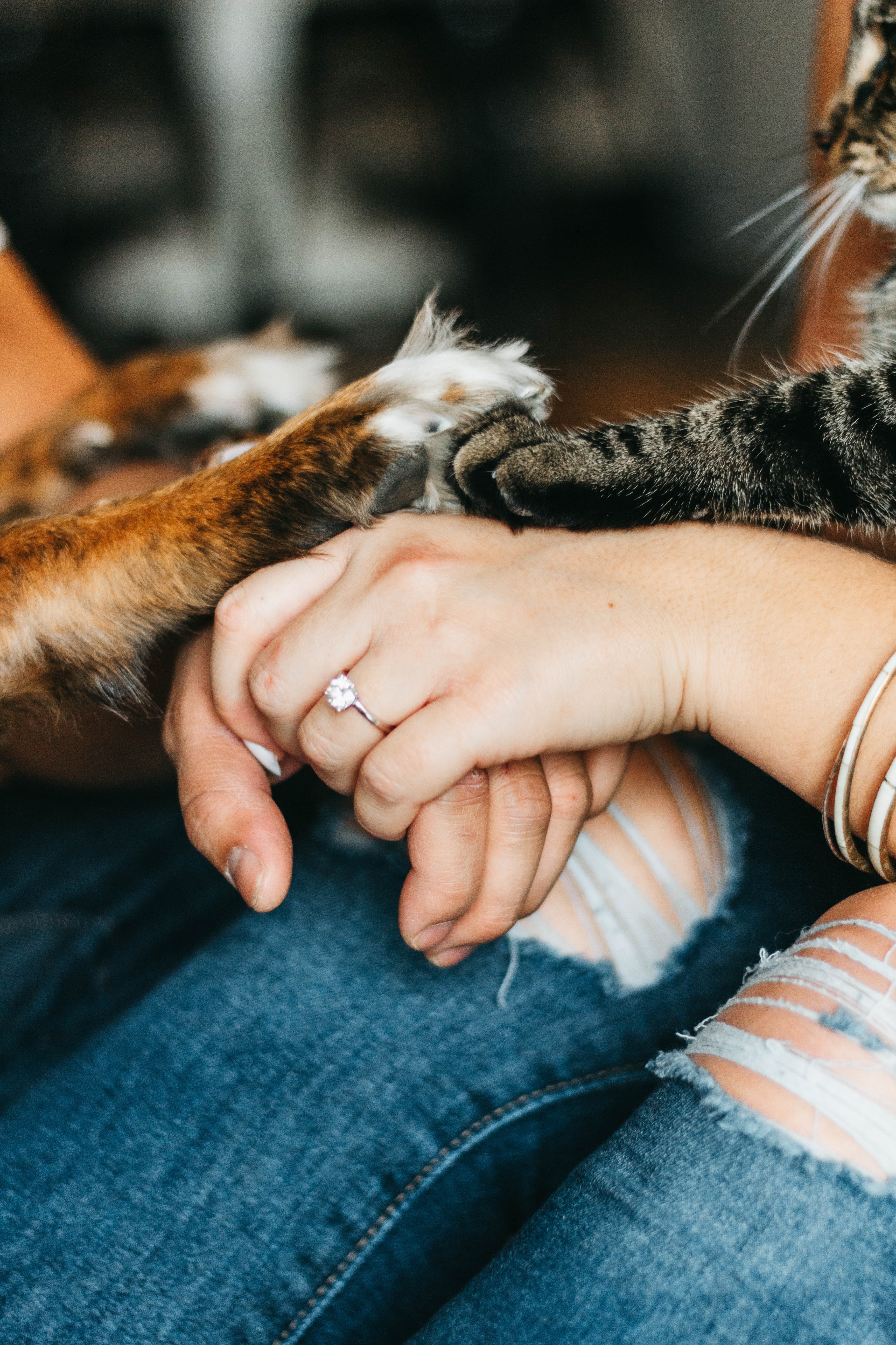 Patas de mascotas sobre la mano de una persona