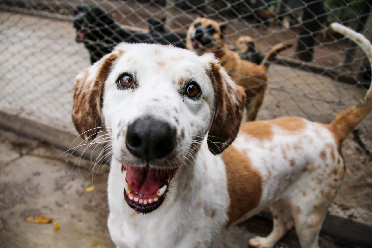 Cachete, perro blanco con manchas marrones en adopcion