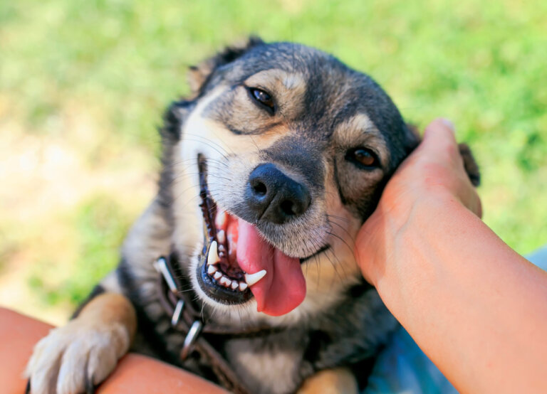 Otta, perro de edad adulta similar a ovejero aleman en adopción