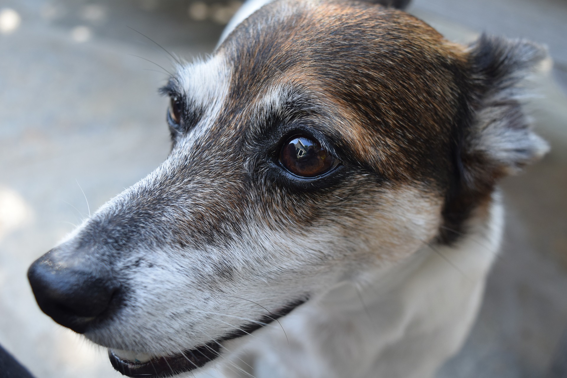 FIdeo, perro adulto blanco con la cara marron.