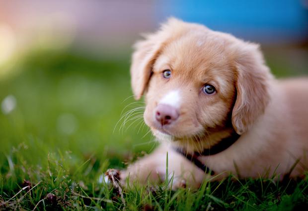 lio, cachorro de golden.